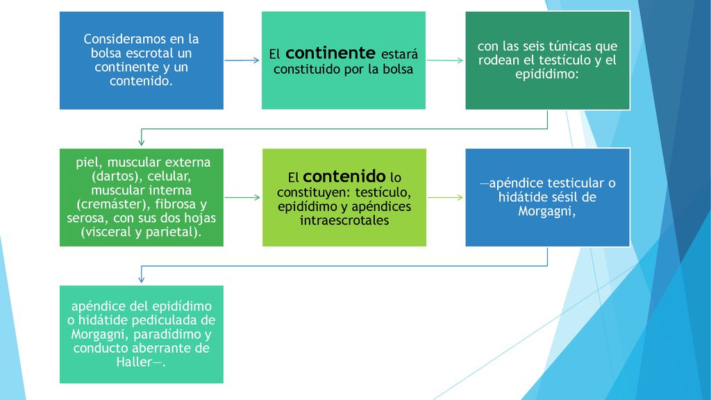 Consideramos en la bolsa escrotal un continente y un contenido.