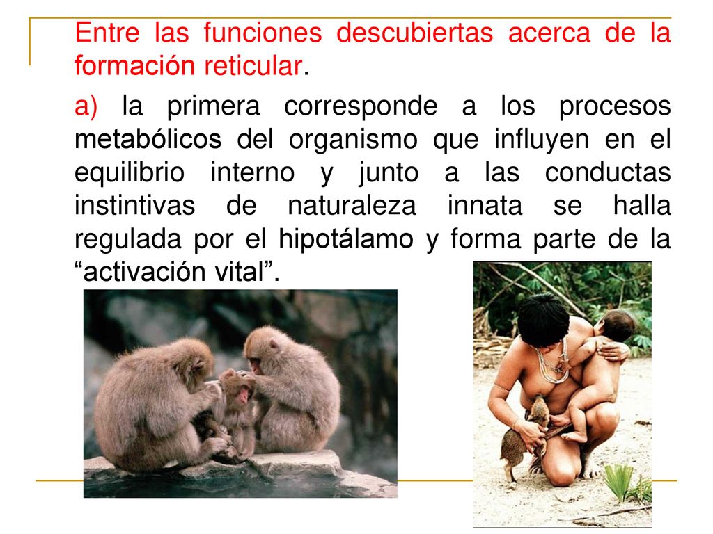 Entre las funciones descubiertas acerca de la formación reticular.