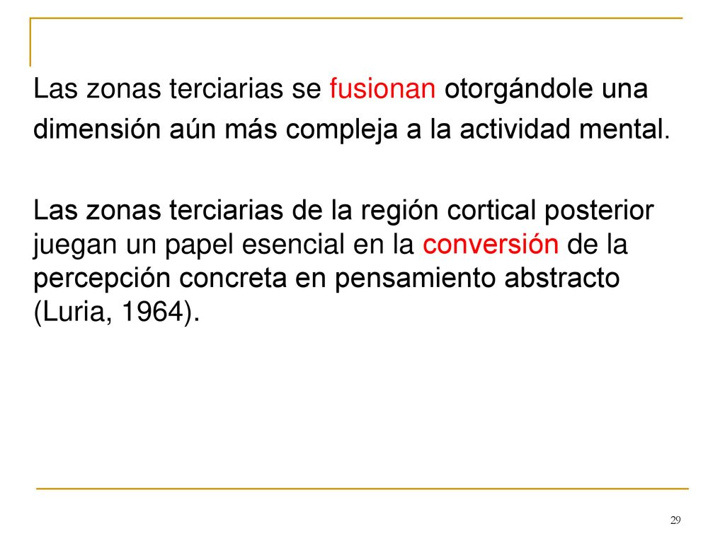 Las zonas terciarias se fusionan otorgándole una dimensión aún más compleja a la actividad mental.