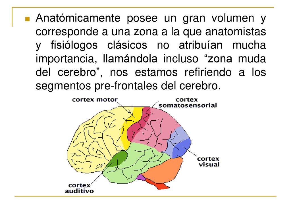 Anatómicamente posee un gran volumen y corresponde a una zona a la que anatomistas y fisiólogos clásicos no atribuían mucha importancia, llamándola incluso zona muda del cerebro , nos estamos refiriendo a los segmentos pre-frontales del cerebro.