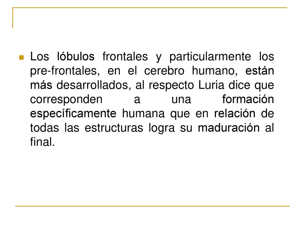 Los lóbulos frontales y particularmente los pre-frontales, en el cerebro humano, están más desarrollados, al respecto Luria dice que corresponden a una formación específicamente humana que en relación de todas las estructuras logra su maduración al final.