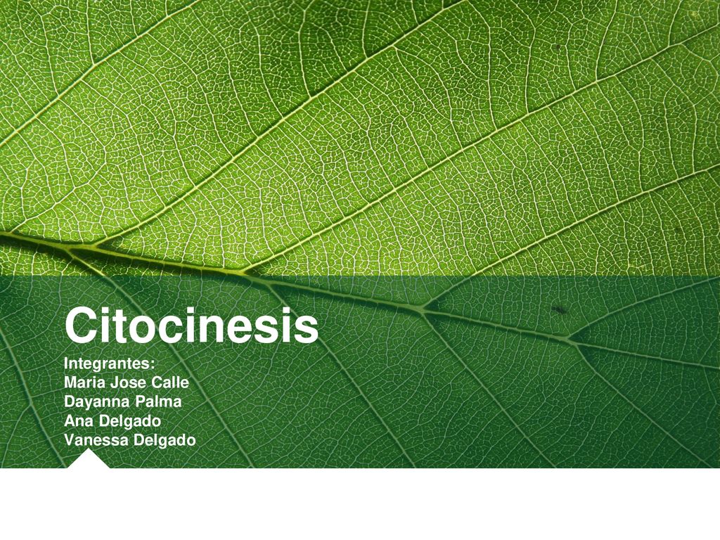 Citocinesis Integrantes: Maria Jose Calle Dayanna Palma Ana Delgado Vanessa Delgado