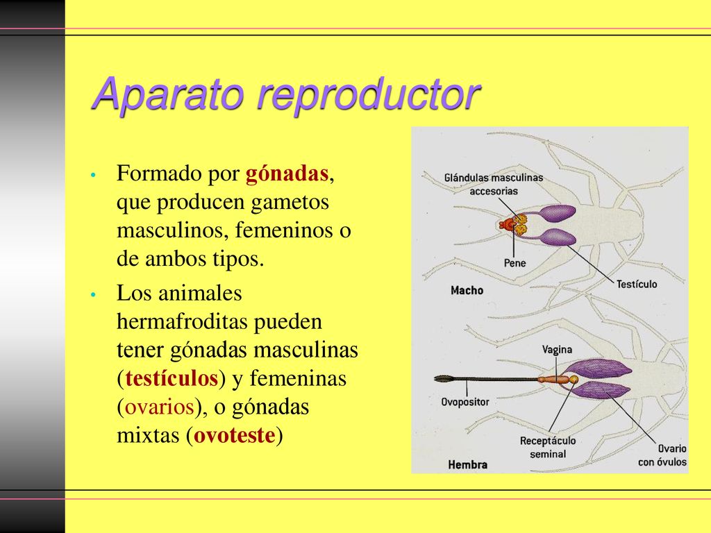 Aparato reproductor Formado por gónadas, que producen gametos masculinos, femeninos o de ambos tipos.