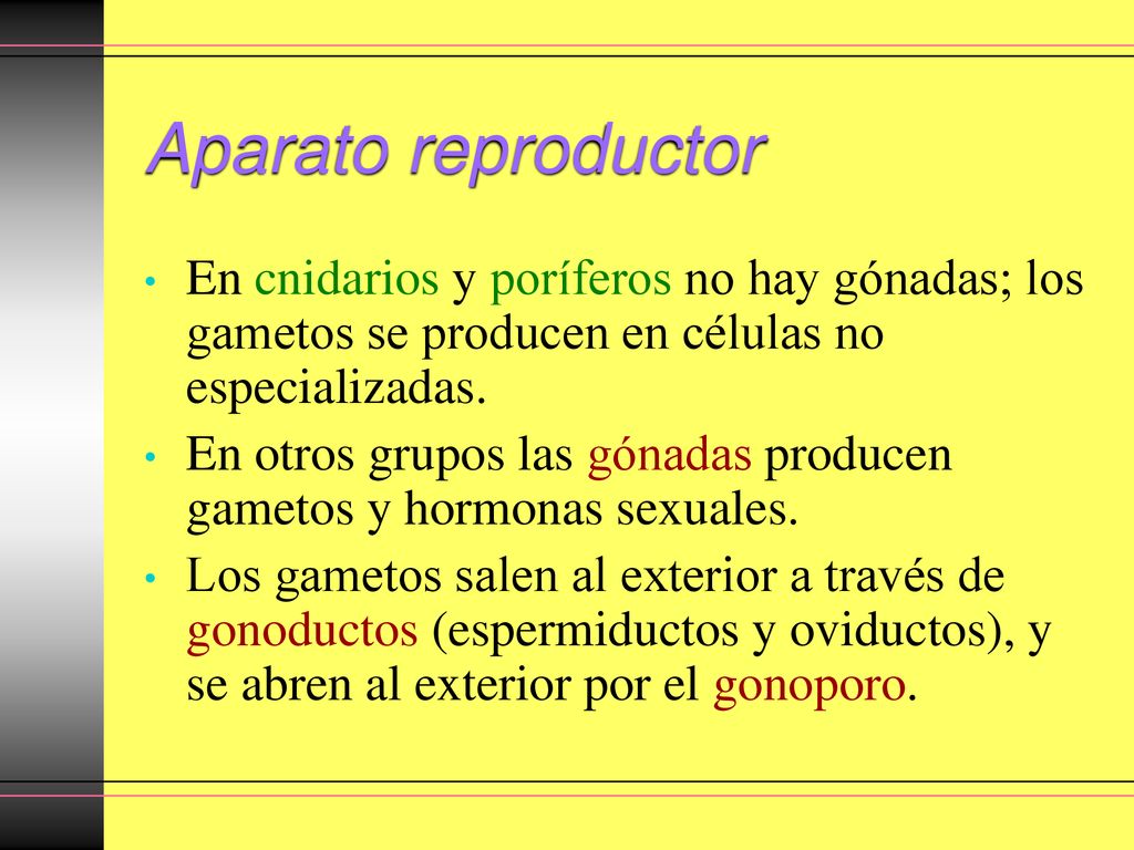 Aparato reproductor En cnidarios y poríferos no hay gónadas; los gametos se producen en células no especializadas.