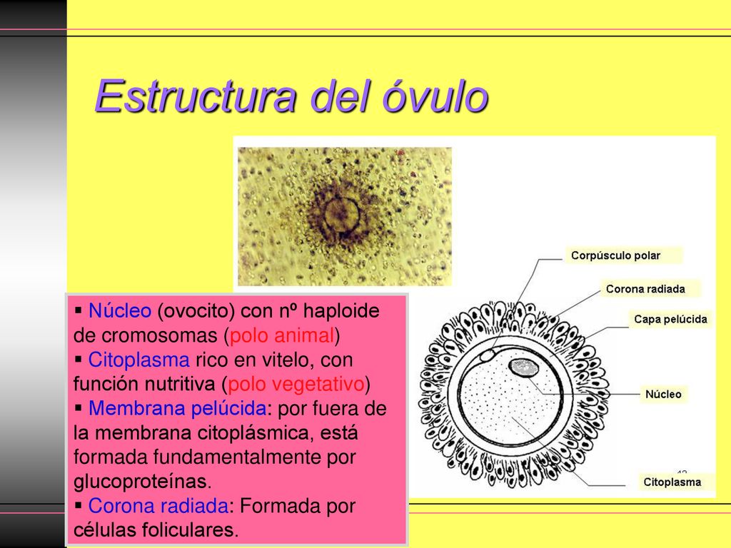 Estructura del óvulo Núcleo (ovocito) con nº haploide de cromosomas (polo animal) Citoplasma rico en vitelo, con función nutritiva (polo vegetativo)