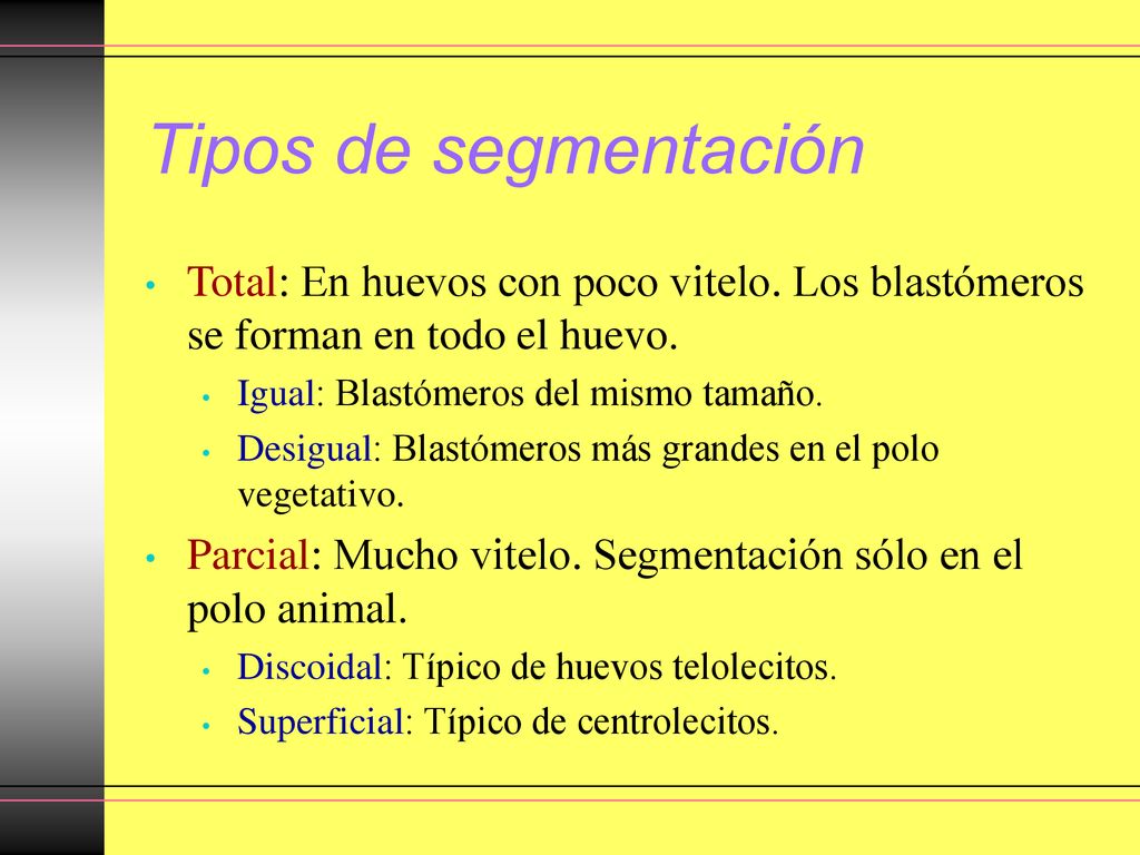 Tipos de segmentación Total: En huevos con poco vitelo. Los blastómeros se forman en todo el huevo.