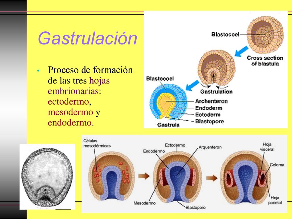 Gastrulación Proceso de formación de las tres hojas embrionarias: ectodermo, mesodermo y endodermo.