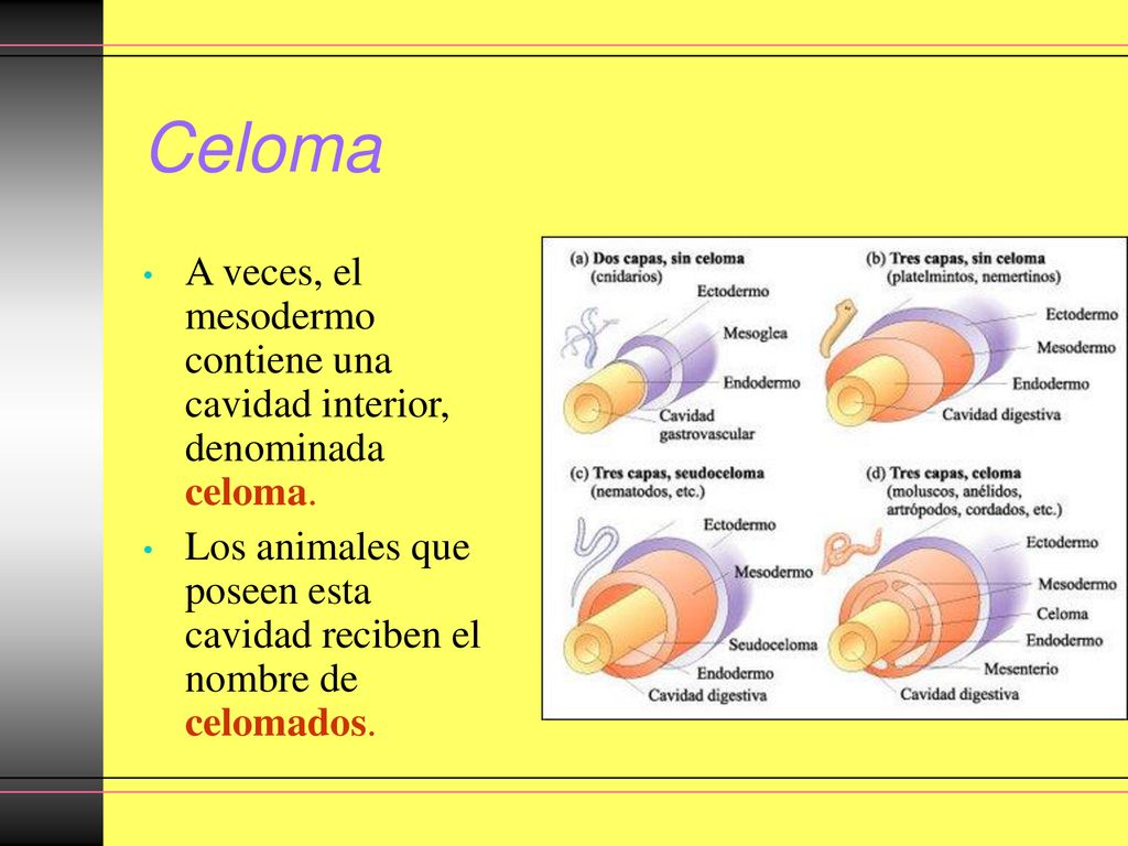 Celoma A veces, el mesodermo contiene una cavidad interior, denominada celoma.