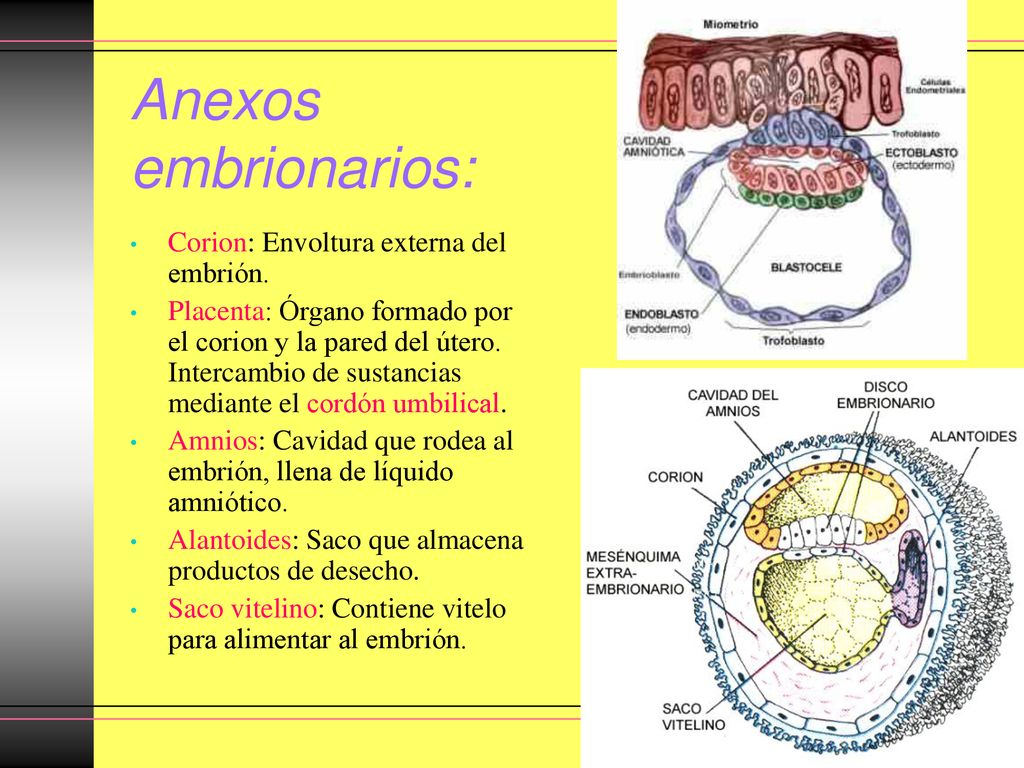 Anexos embrionarios: Corion: Envoltura externa del embrión.