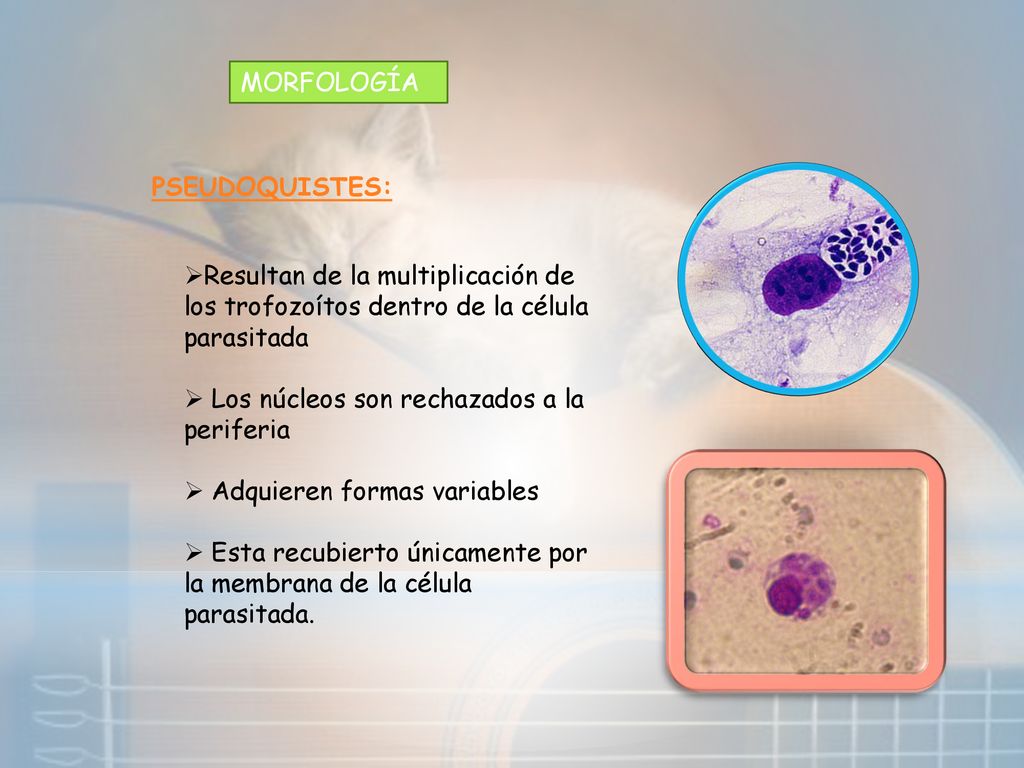 MORFOLOGÍA PSEUDOQUISTES: Resultan de la multiplicación de los trofozoítos dentro de la célula parasitada.