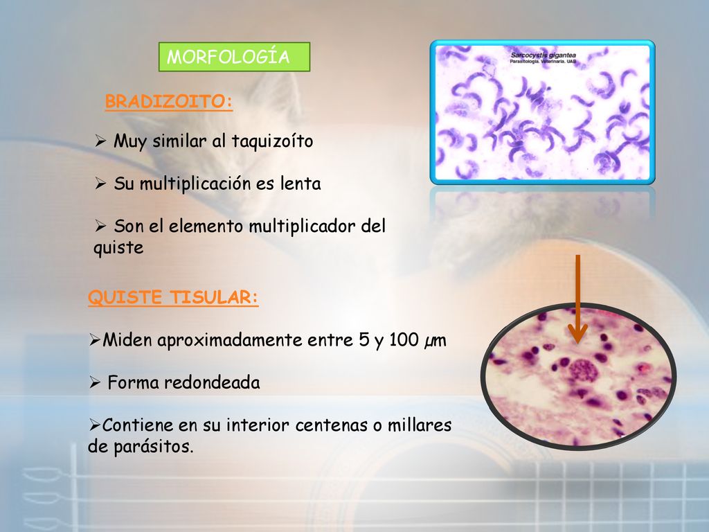 MORFOLOGÍA BRADIZOITO: Muy similar al taquizoíto. Su multiplicación es lenta. Son el elemento multiplicador del quiste.