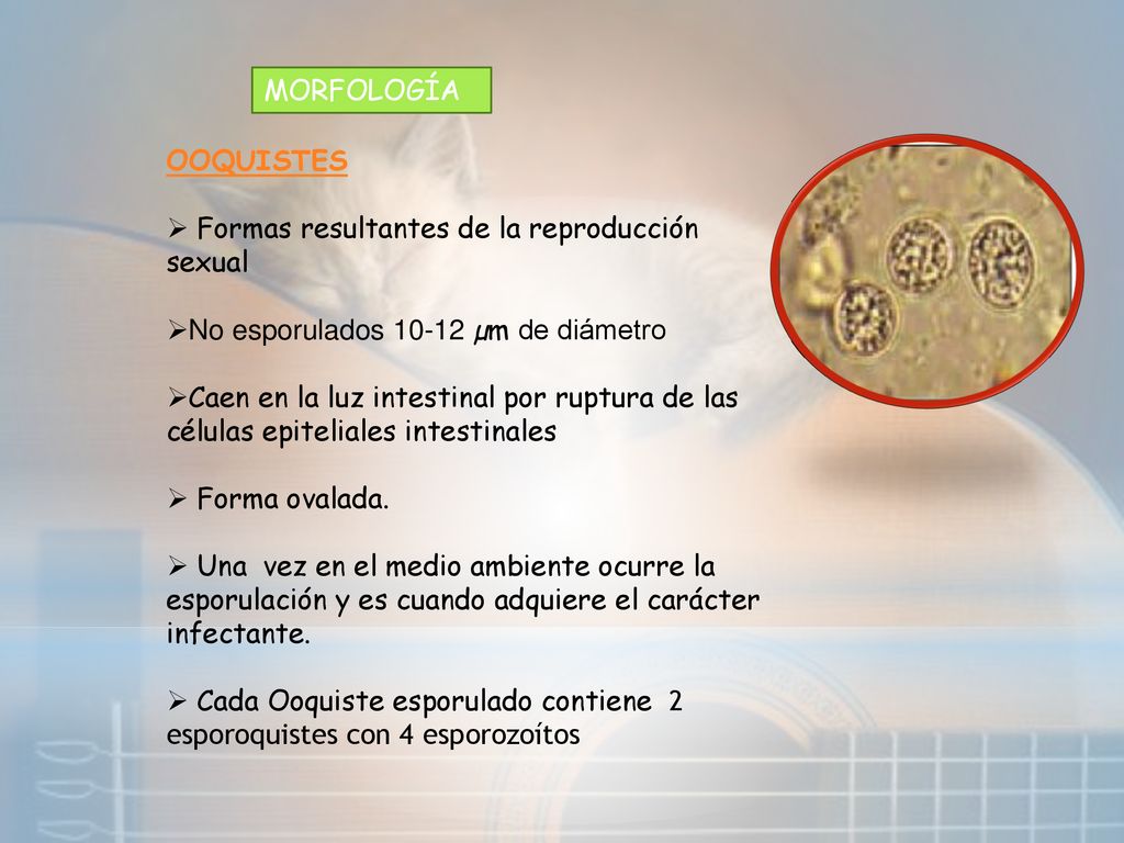 MORFOLOGÍA OOQUISTES. Formas resultantes de la reproducción sexual. No esporulados µm de diámetro.