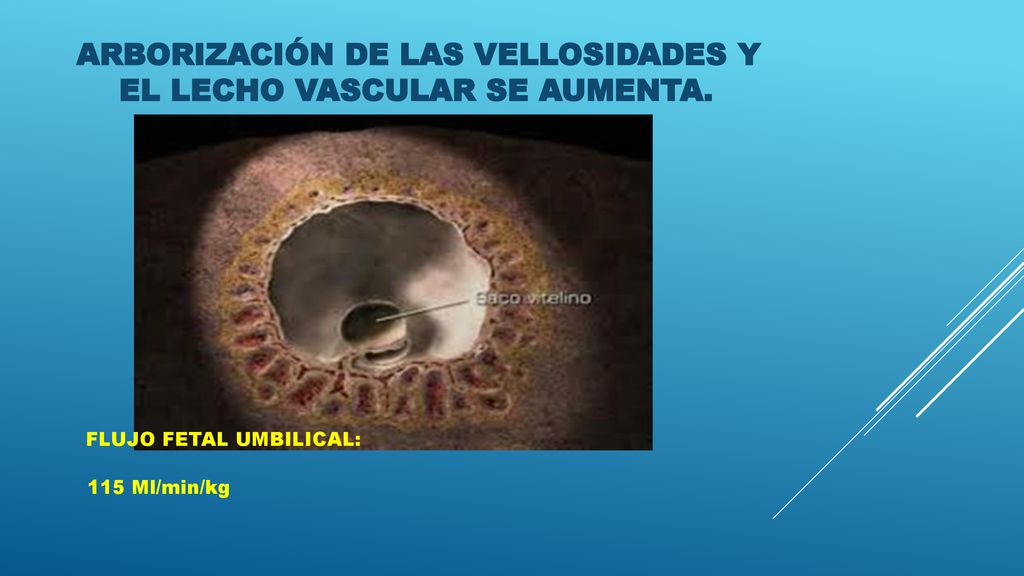ARBORIZACIÓN DE LAS VELLOSIDADES Y EL LECHO VASCULAR SE AUMENTA.