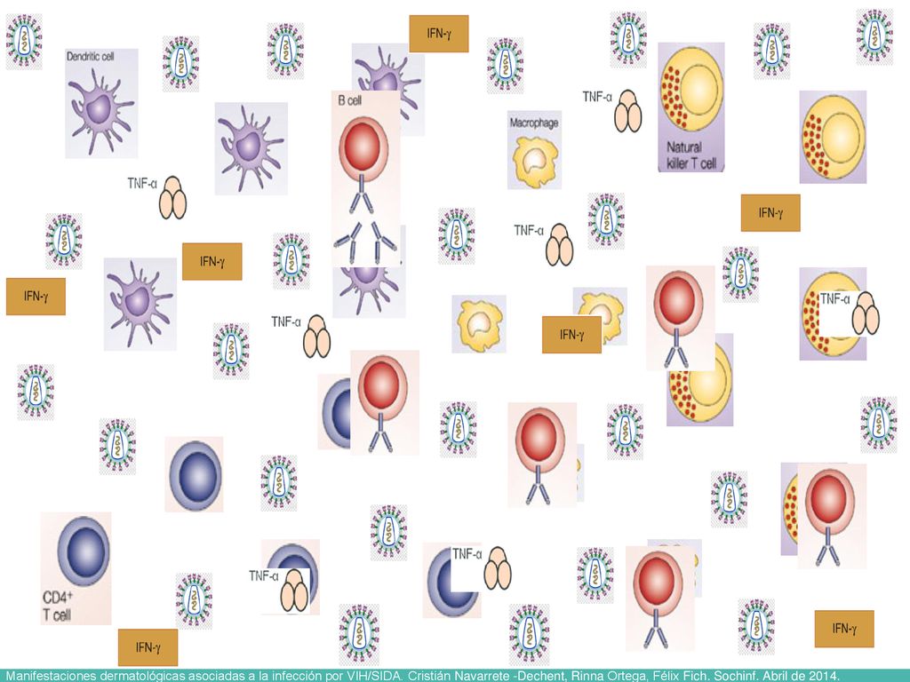 . In this stage, the CD4 lymphocyte