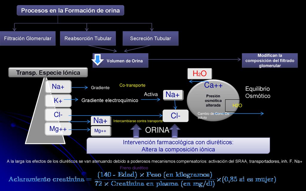 H2O Ca++ Na+ Cl- Na+ ORINA Na+ K+ Cl- Mg++