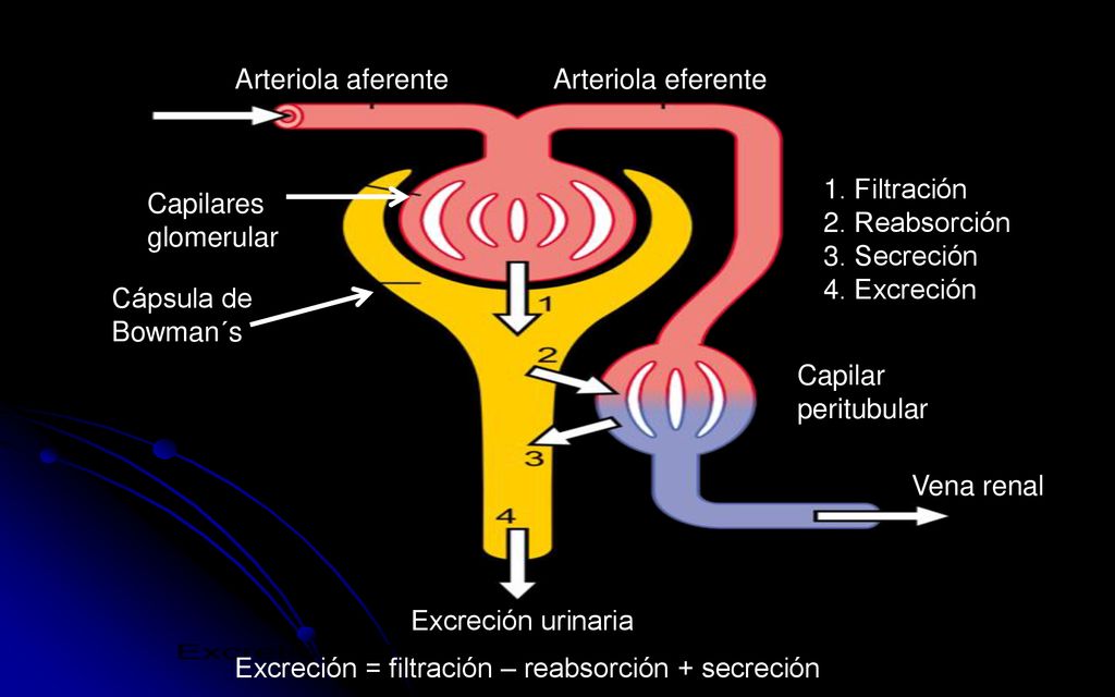 Arteriola aferente Arteriola eferente. 1. Filtración. 2. Reabsorción. 3. Secreción. 4. Excreción.