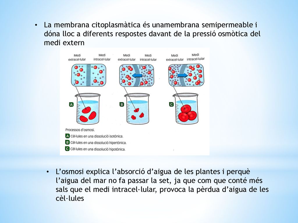 La membrana citoplasmàtica és unamembrana semipermeable i dóna lloc a diferents respostes davant de la pressió osmòtica del medi extern