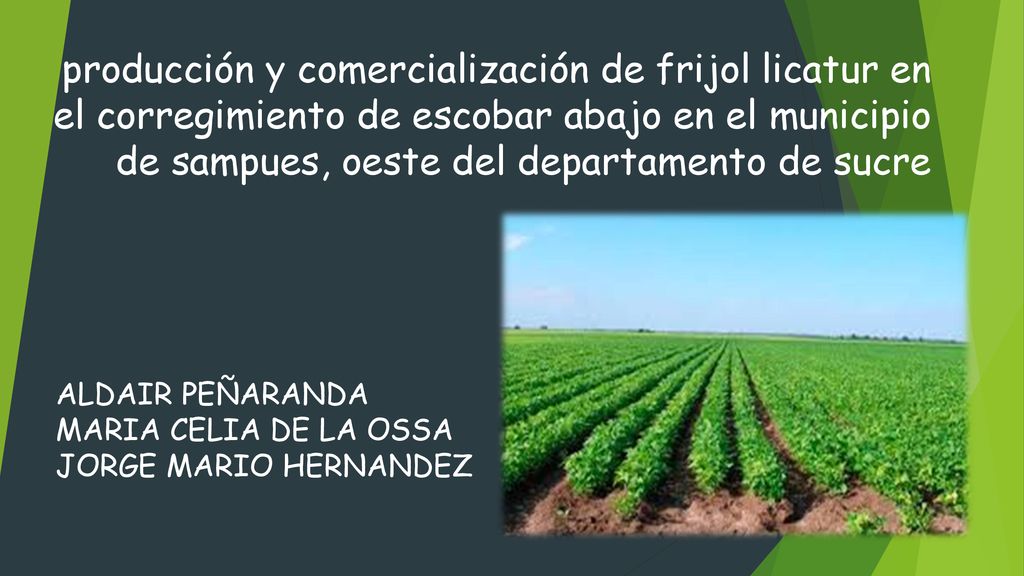 producción y comercialización de frijol licatur en el corregimiento de escobar abajo en el municipio de sampues, oeste del departamento de sucre
