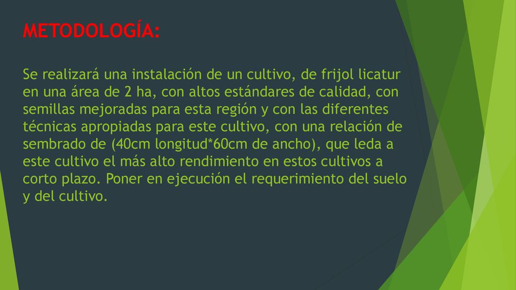 METODOLOGÍA: Se realizará una instalación de un cultivo, de frijol licatur en una área de 2 ha, con altos estándares de calidad, con semillas mejoradas para esta región y con las diferentes técnicas apropiadas para este cultivo, con una relación de sembrado de (40cm longitud*60cm de ancho), que leda a este cultivo el más alto rendimiento en estos cultivos a corto plazo.