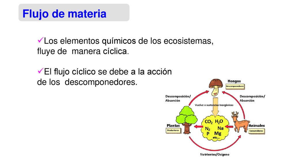Flujo de materia Los elementos químicos de los ecosistemas, fluye de manera cíclica.