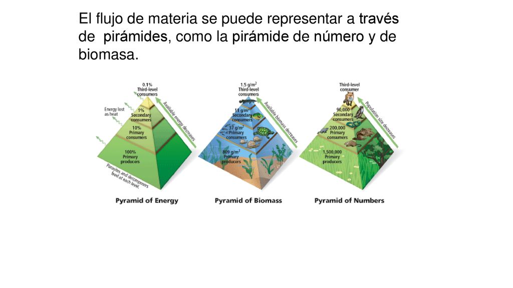El flujo de materia se puede representar a través de pirámides, como la pirámide de número y de biomasa.