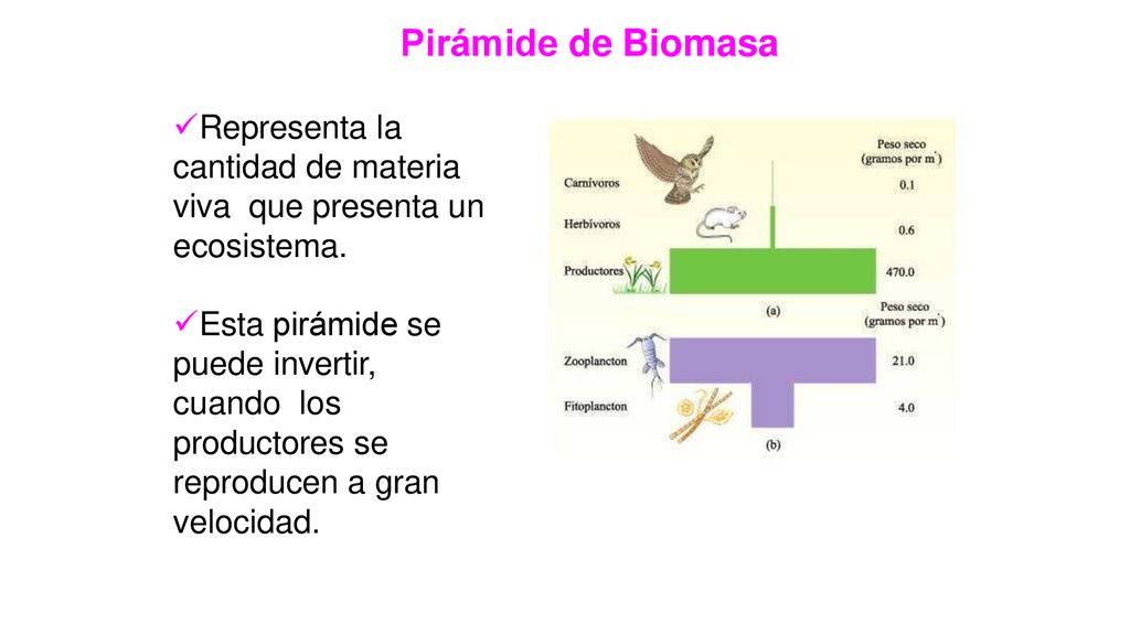 Pirámide de Biomasa Representa la cantidad de materia viva que presenta un ecosistema.