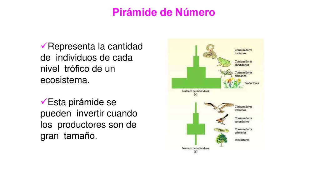 Pirámide de Número Representa la cantidad de individuos de cada nivel trófico de un ecosistema.