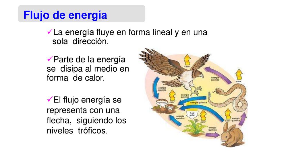 Flujo de energía La energía fluye en forma lineal y en una sola dirección. Parte de la energía se disipa al medio en forma de calor.