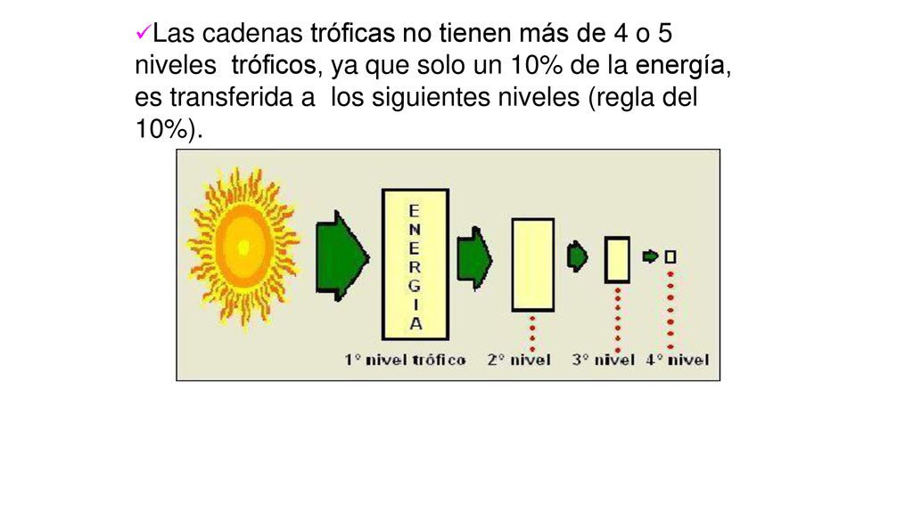 Las cadenas tróficas no tienen más de 4 o 5 niveles tróficos, ya que solo un 10% de la energía, es transferida a los siguientes niveles (regla del 10%).