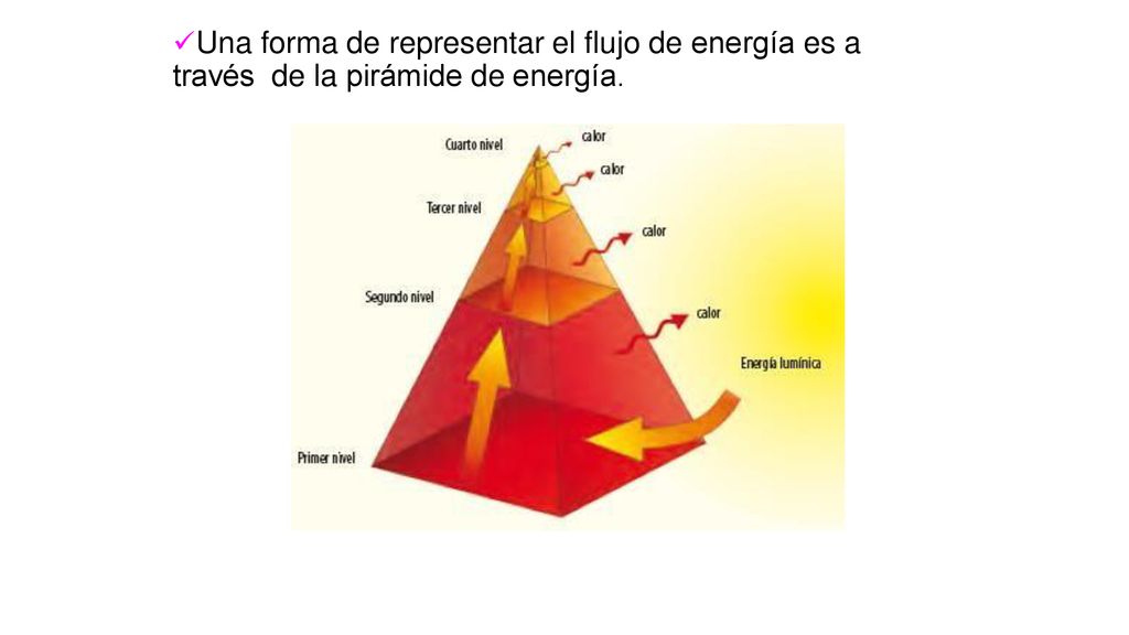 Una forma de representar el flujo de energía es a través de la pirámide de energía.