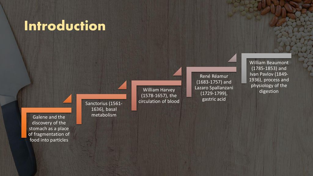 Introduction Galene and the discovery of the stomach as a place of fragmentation of food into particles.