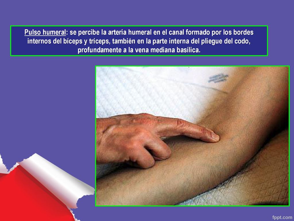 Pulso humeral: se percibe la arteria humeral en el canal formado por los bordes internos del bíceps y tríceps, también en la parte interna del pliegue del codo, profundamente a la vena mediana basílica.