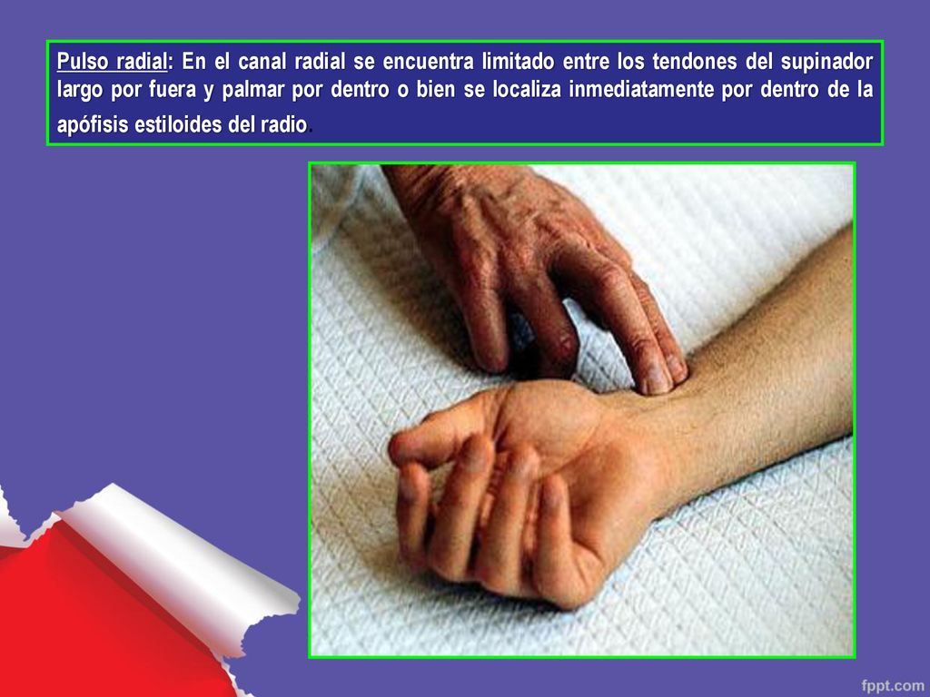 Pulso radial: En el canal radial se encuentra limitado entre los tendones del supinador largo por fuera y palmar por dentro o bien se localiza inmediatamente por dentro de la apófisis estiloides del radio.