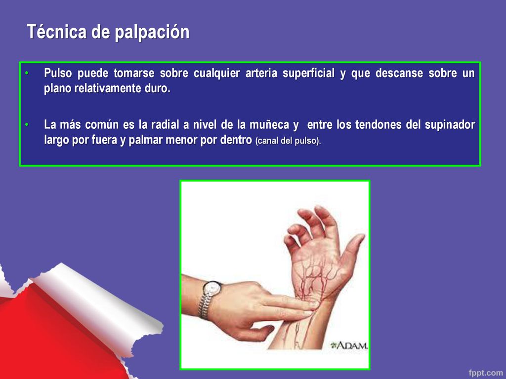 Técnica de palpación Pulso puede tomarse sobre cualquier arteria superficial y que descanse sobre un plano relativamente duro.