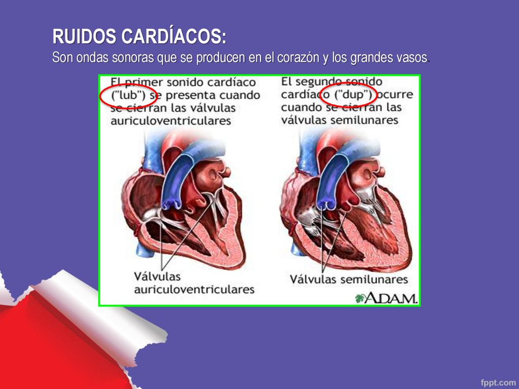 RUIDOS CARDÍACOS: Son ondas sonoras que se producen en el corazón y los grandes vasos.