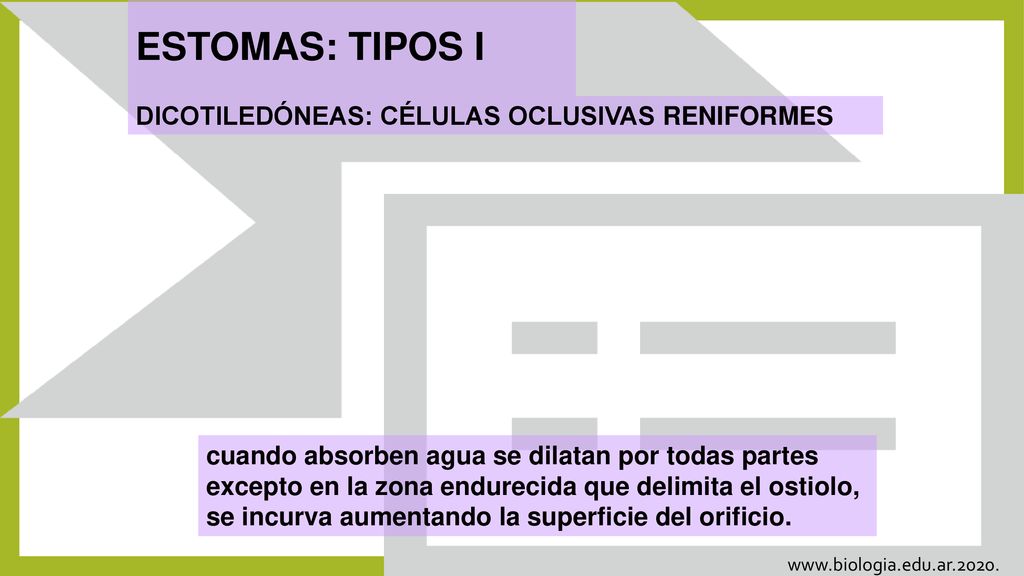 ESTOMAS: TIPOS I DICOTILEDÓNEAS: CÉLULAS OCLUSIVAS RENIFORMES