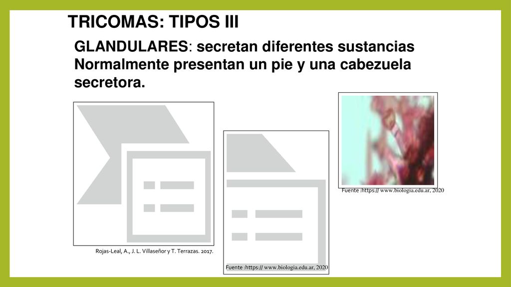 TRICOMAS: TIPOS III GLANDULARES: secretan diferentes sustancias Normalmente presentan un pie y una cabezuela secretora.
