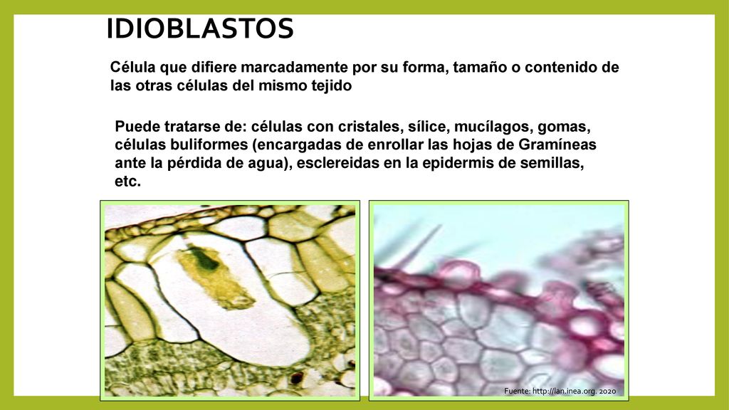 IDIOBLASTOS Célula que difiere marcadamente por su forma, tamaño o contenido de las otras células del mismo tejido.
