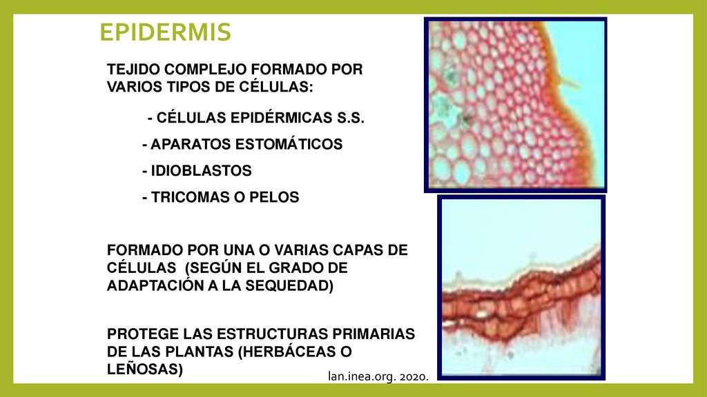 EPIDERMIS VEGETAL Cristofer Montes. - ppt descargar