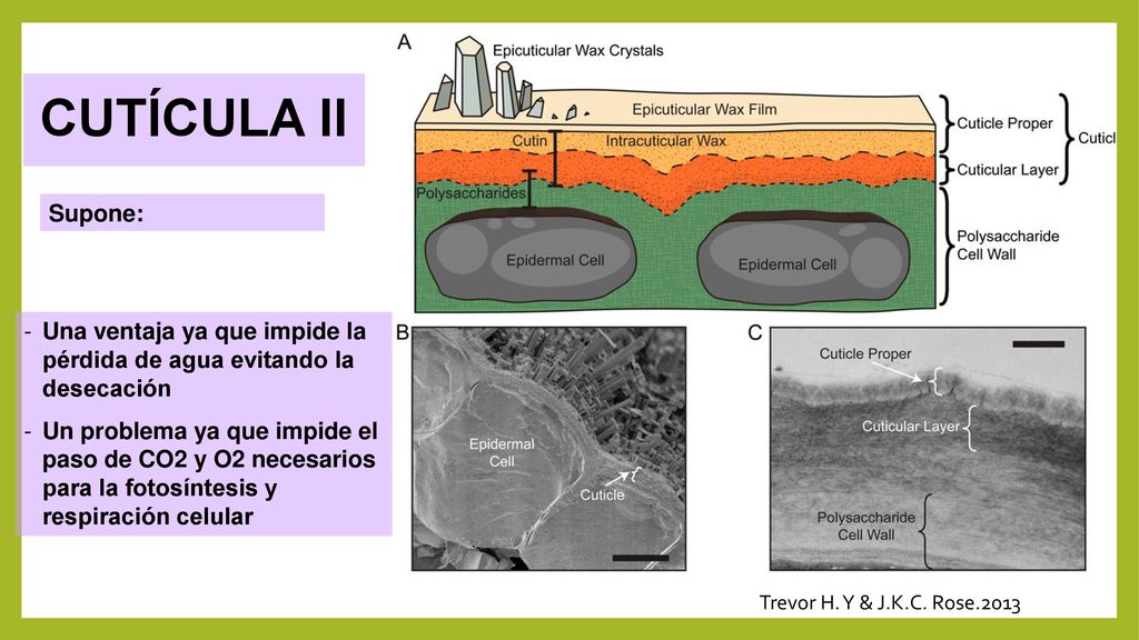 CUTÍCULA II Supone: Una ventaja ya que impide la pérdida de agua evitando la desecación.