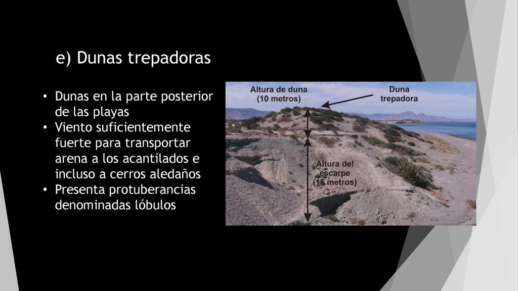 e) Dunas trepadoras Dunas en la parte posterior de las playas