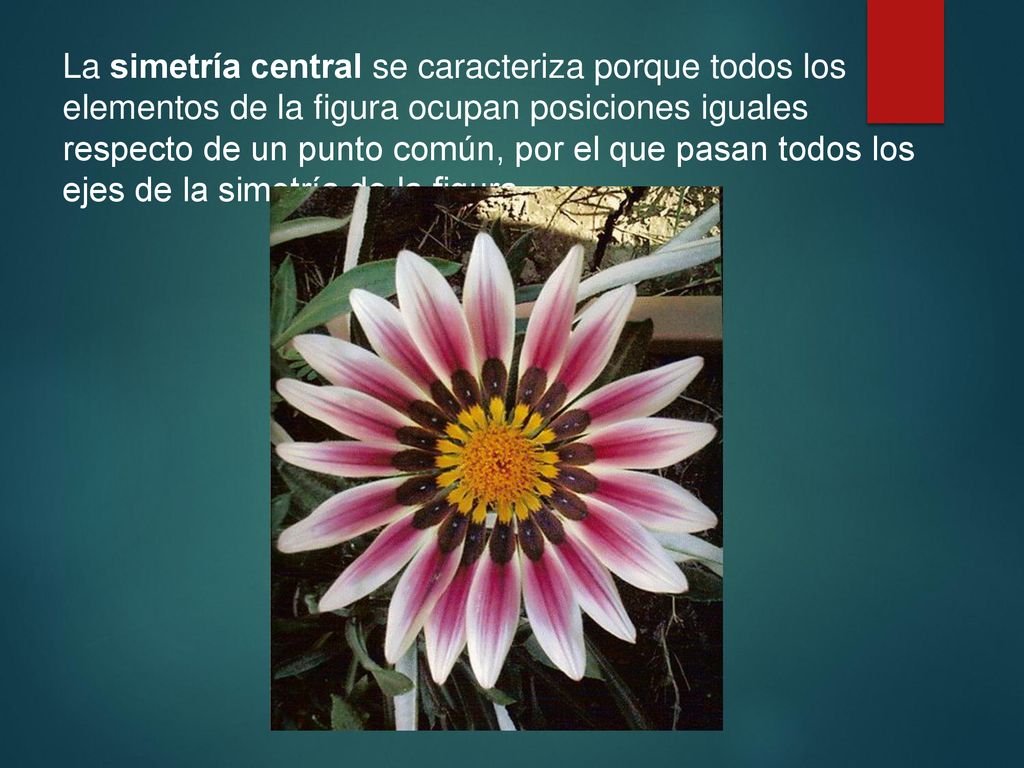 La simetría central se caracteriza porque todos los elementos de la figura ocupan posiciones iguales respecto de un punto común, por el que pasan todos los ejes de la simetría de la figura.