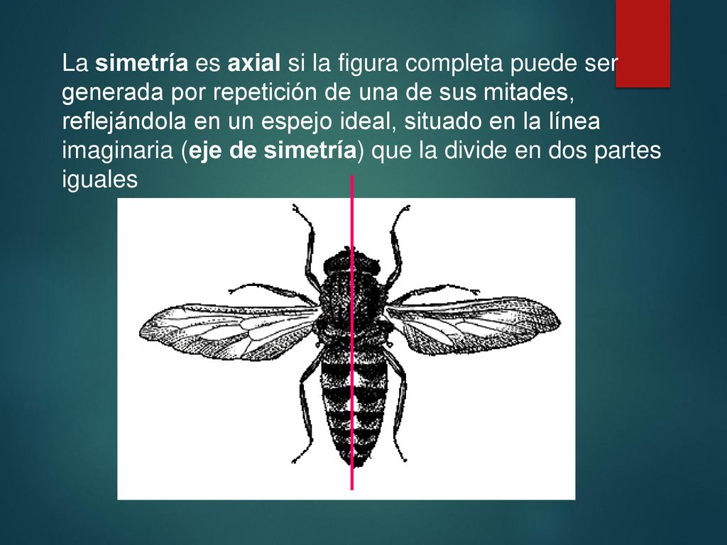 La simetría es axial si la figura completa puede ser generada por repetición de una de sus mitades, reflejándola en un espejo ideal, situado en la línea imaginaria (eje de simetría) que la divide en dos partes iguales