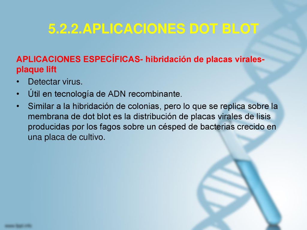 5.2.2.APLICACIONES DOT BLOT APLICACIONES ESPECÍFICAS- hibridación de placas virales-plaque lift. Detectar virus.