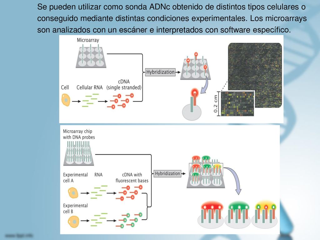 Se pueden utilizar como sonda ADNc obtenido de distintos tipos celulares o