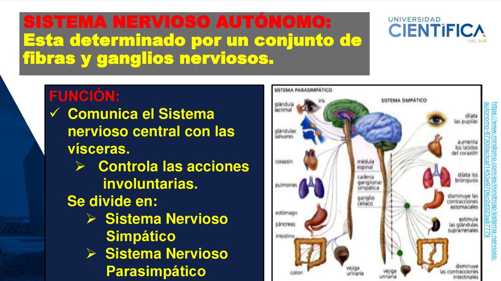 SISTEMA NERVIOSO AUTÓNOMO: Esta determinado por un conjunto de fibras y ganglios nerviosos.