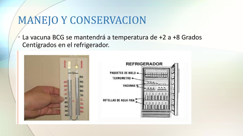 MANEJO Y CONSERVACION La vacuna BCG se mantendrá a temperatura de +2 a +8 Grados Centígrados en el refrigerador.