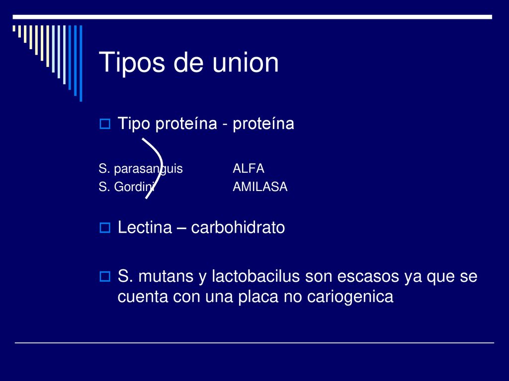 Tipos de union Tipo proteína - proteína Lectina – carbohidrato
