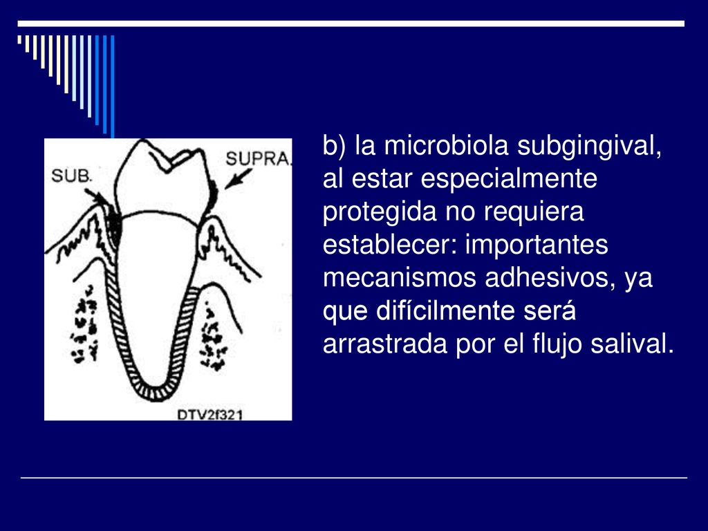 b) la microbiola subgingival, al estar especialmente protegida no requiera establecer: importantes mecanismos adhesivos, ya que difícilmente será arrastrada por el flujo salival.