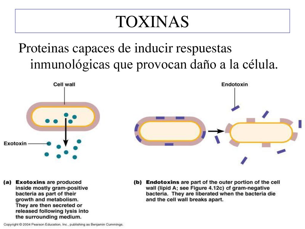 TOXINAS Proteinas capaces de inducir respuestas inmunológicas que provocan daño a la célula.